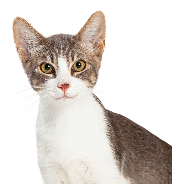 MISSION Pet Meds Discount Pet Meds And Supplies For Active Duty