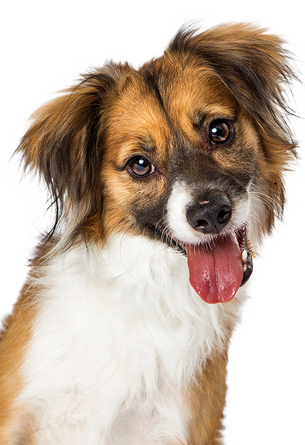 MISSION Pet Meds Discount Pet Meds And Supplies For Active Duty